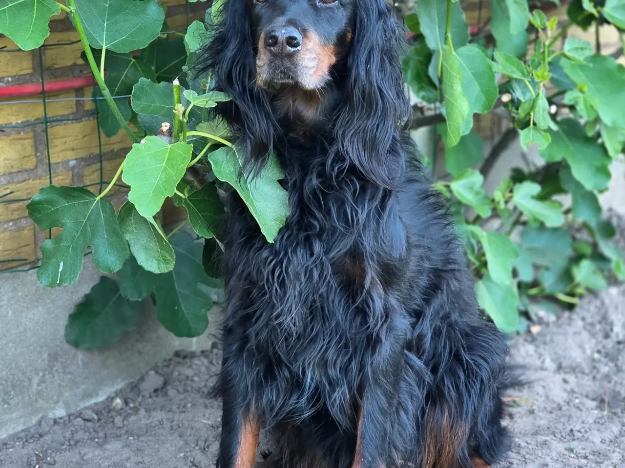 Billede 5 - Gordon Setter hvalpe søger nyt hjem