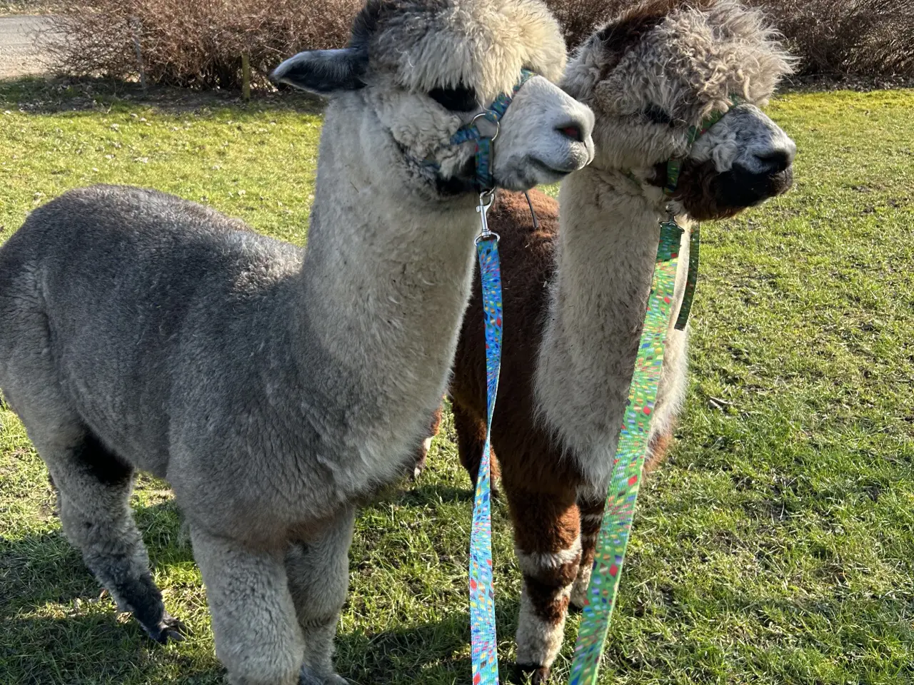 Billede 2 - Alpaca hingst sælges