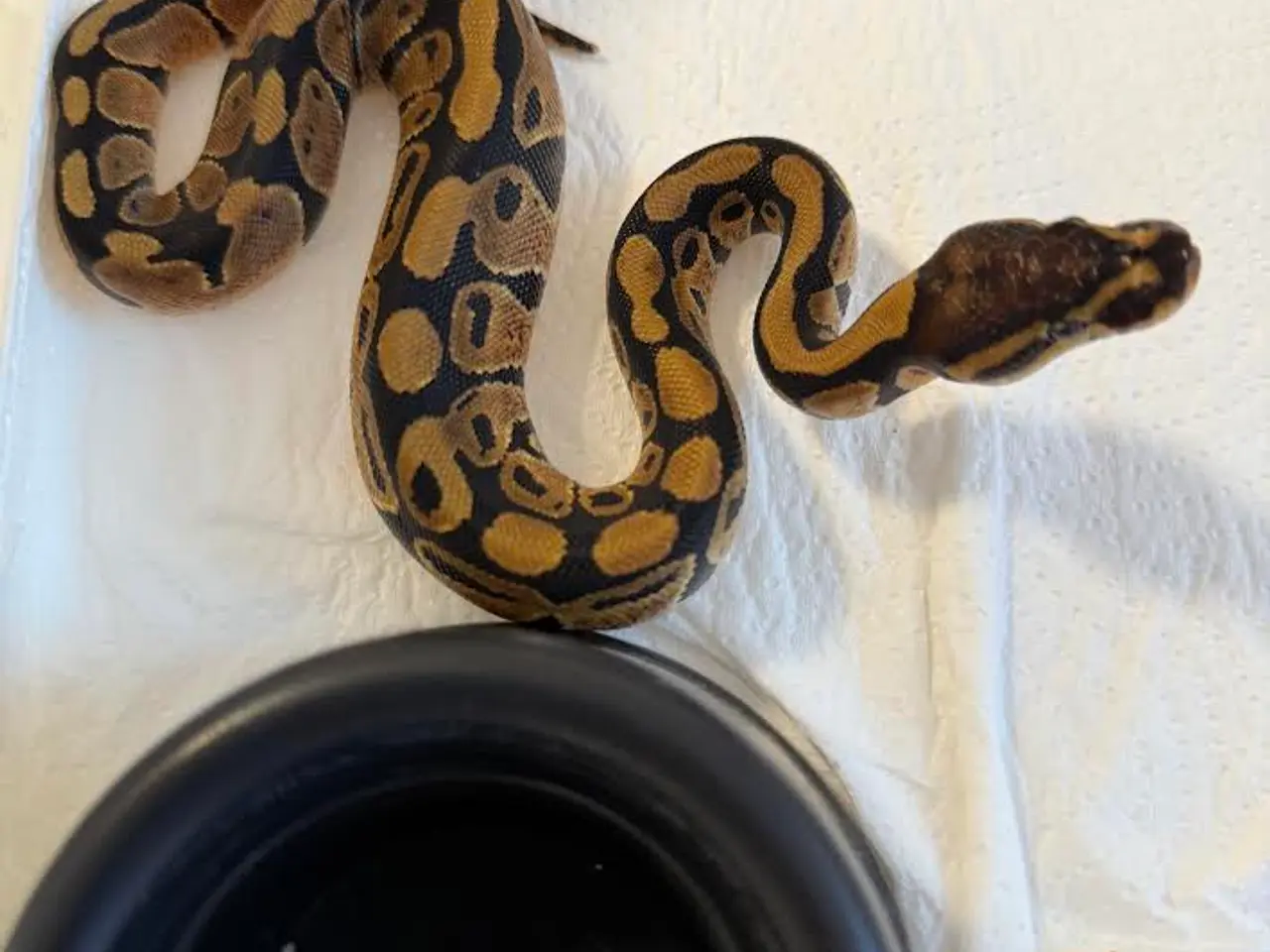 Billede 1 - Kongepython Yellow Belly