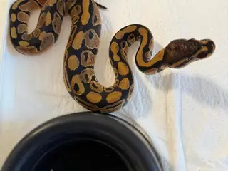 Kongepython Yellow Belly