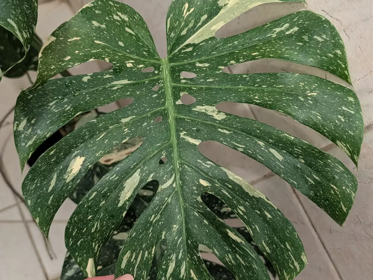 Billede 1 - Store Monstera deliciosa 'Thai constellation'