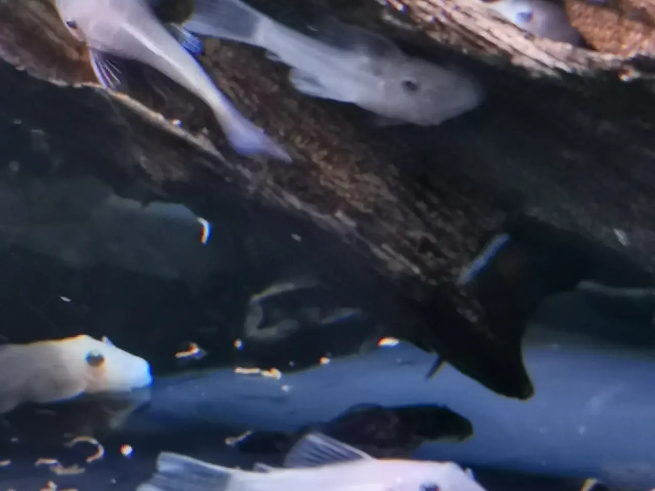 Billede 2 - Snow white ancistrus