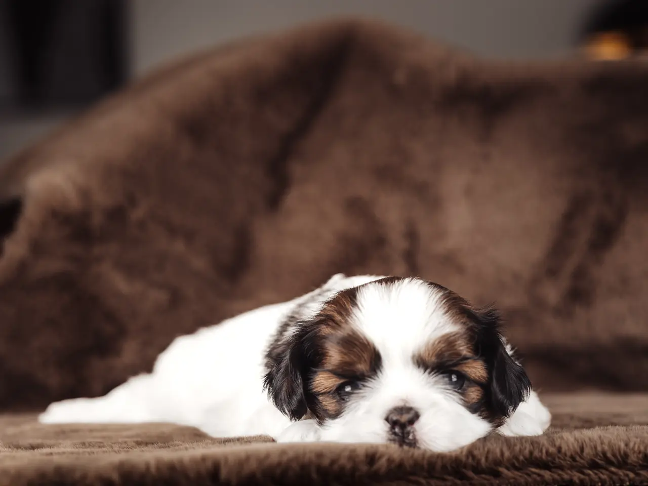 Billede 12 - Shih Tzu hundehvalpe søger nyt hjem (Tæver)