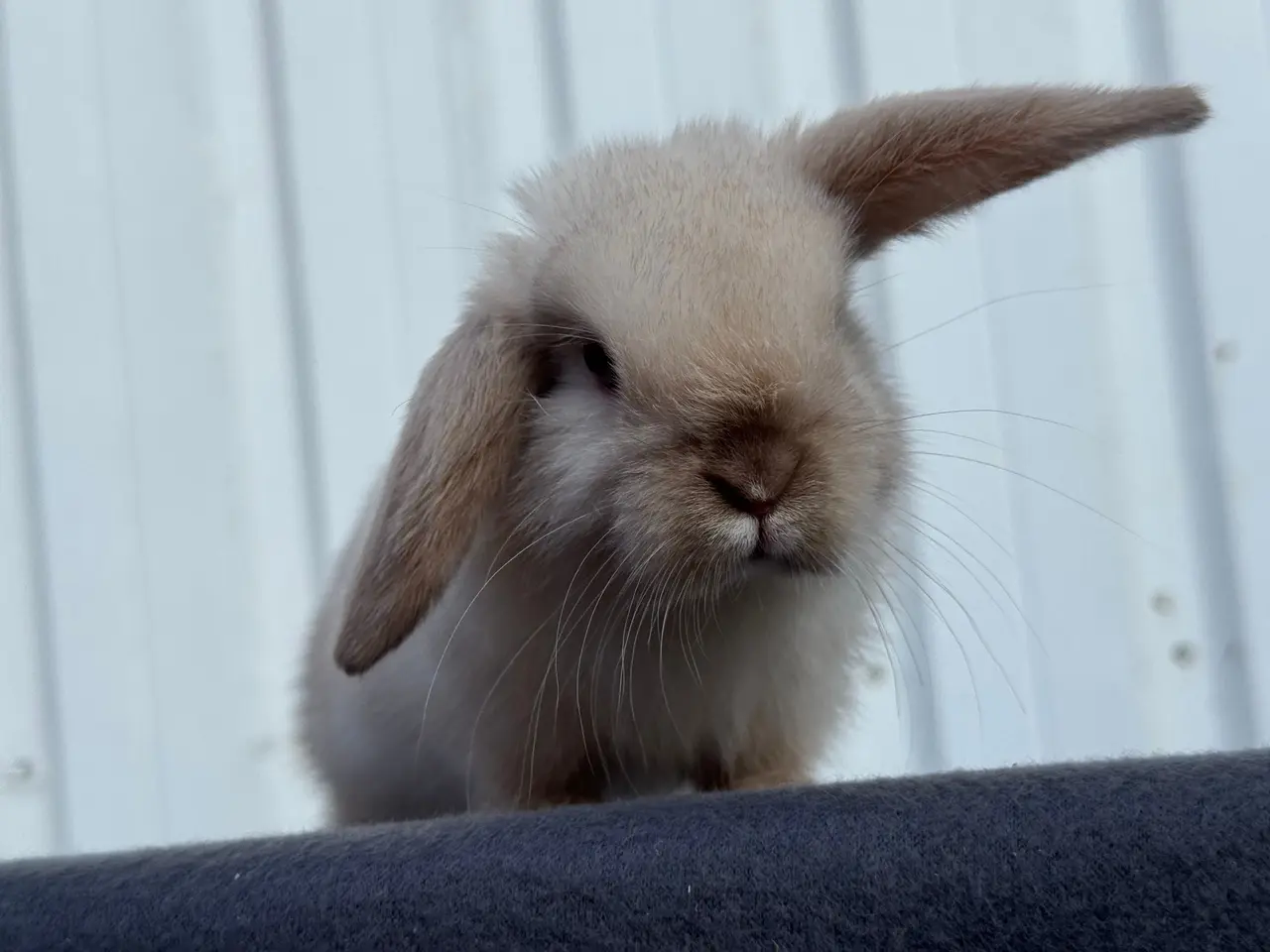 Billede 1 - Mini lop hunkanin