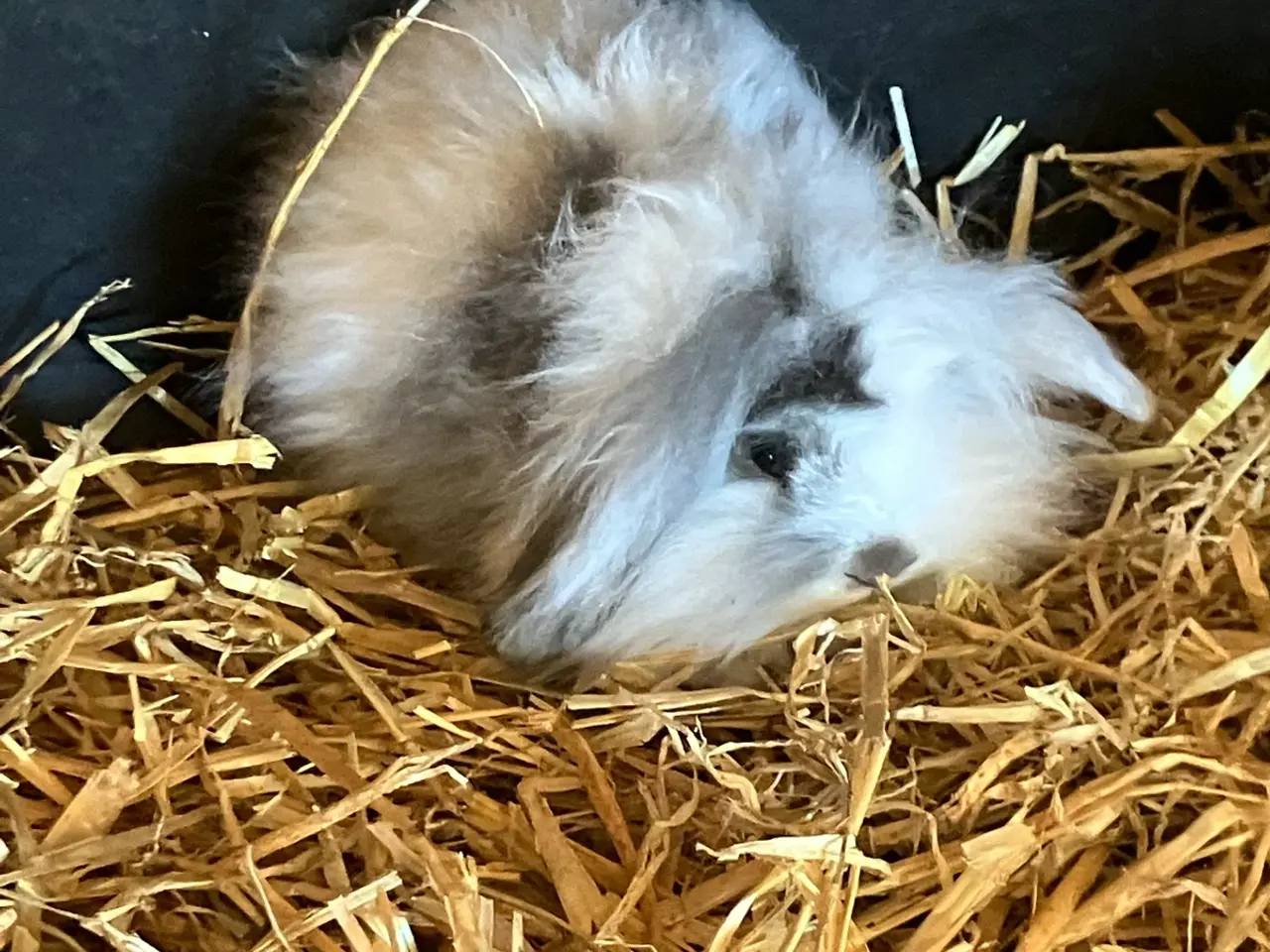 Billede 1 - Lion lop kanin unger