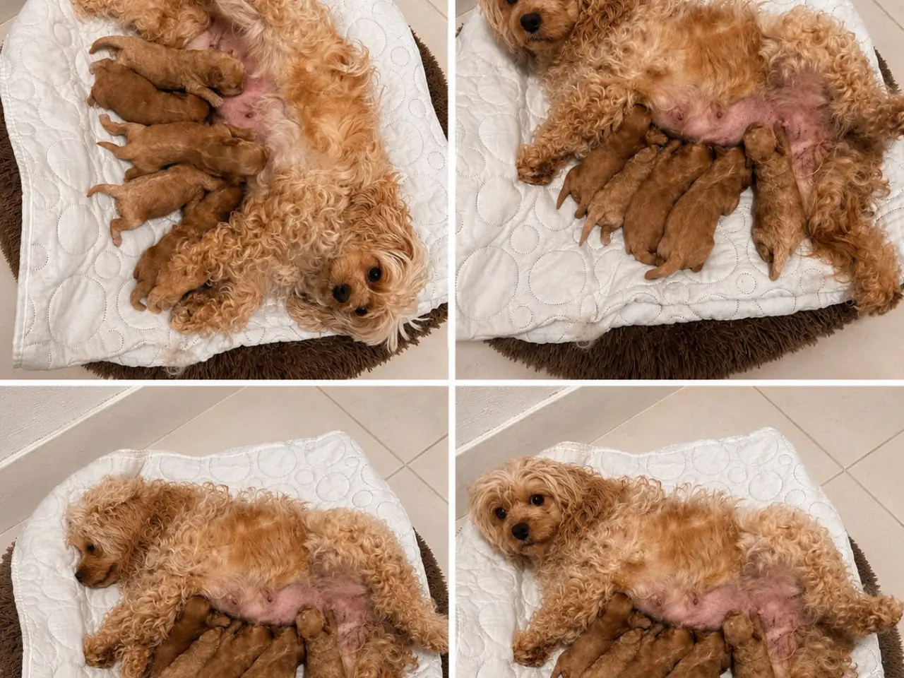 Billede 13 - Cavapoo