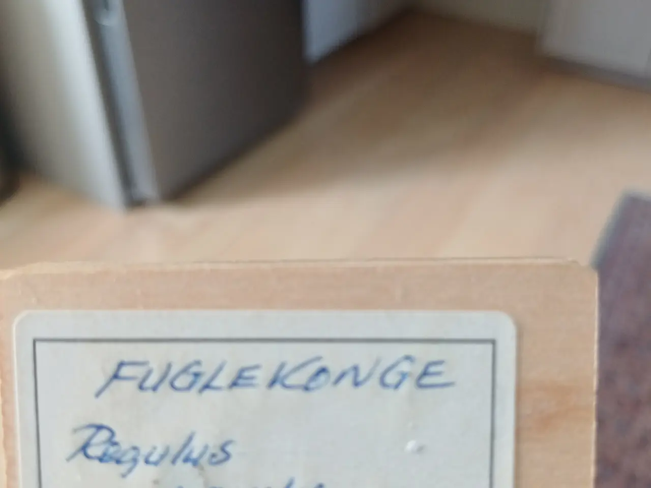 Billede 5 - To Fuglekonger - Fundet i haven
