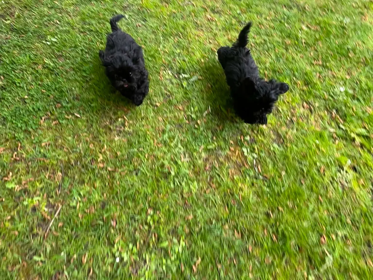 Billede 2 - Smukke Sorte Shih tzu hvalpe