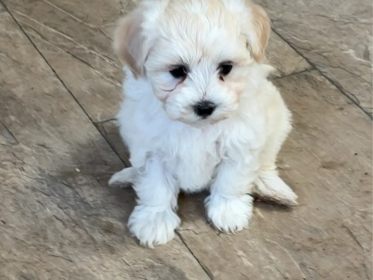 Billede 6 - Fine mini Maltipoo er rejse klar nu !