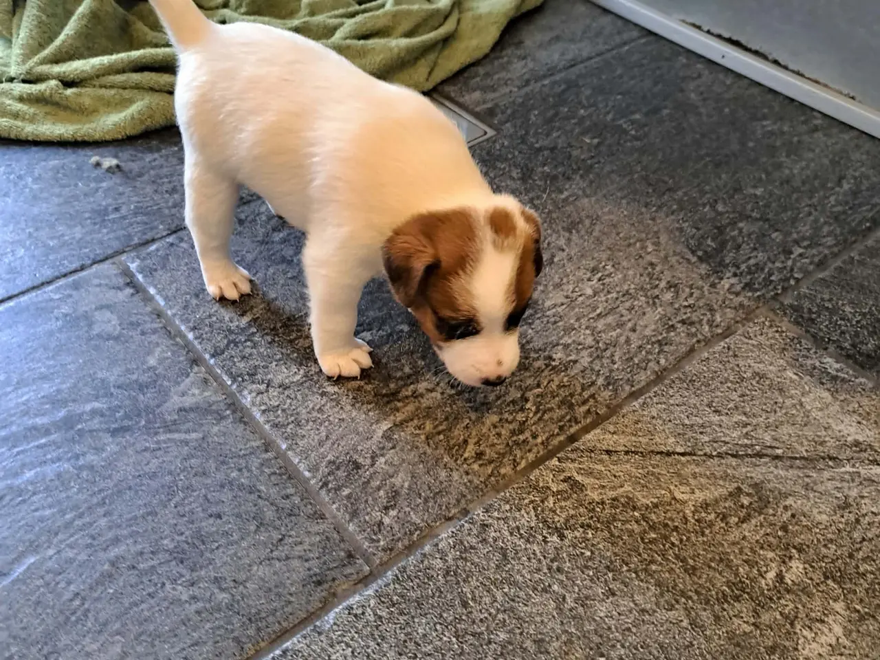 Billede 1 - Jack Russel Terrier