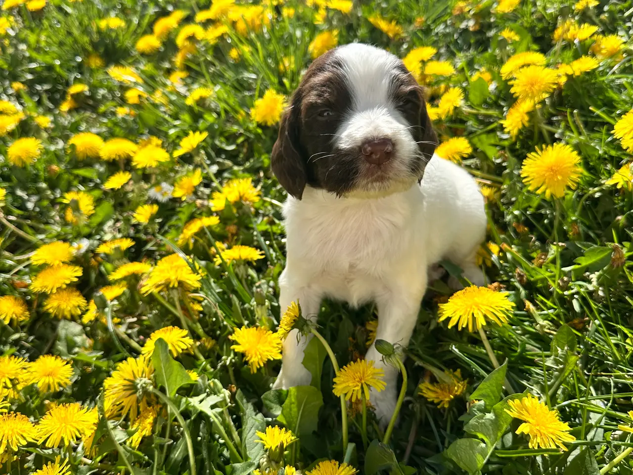 Billede 5 - Engelsk ft springer spaniels