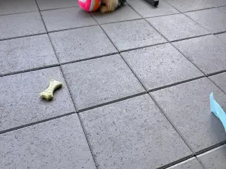 Søde Shih-tzu hvalpe leder efter deres nye familie - 3