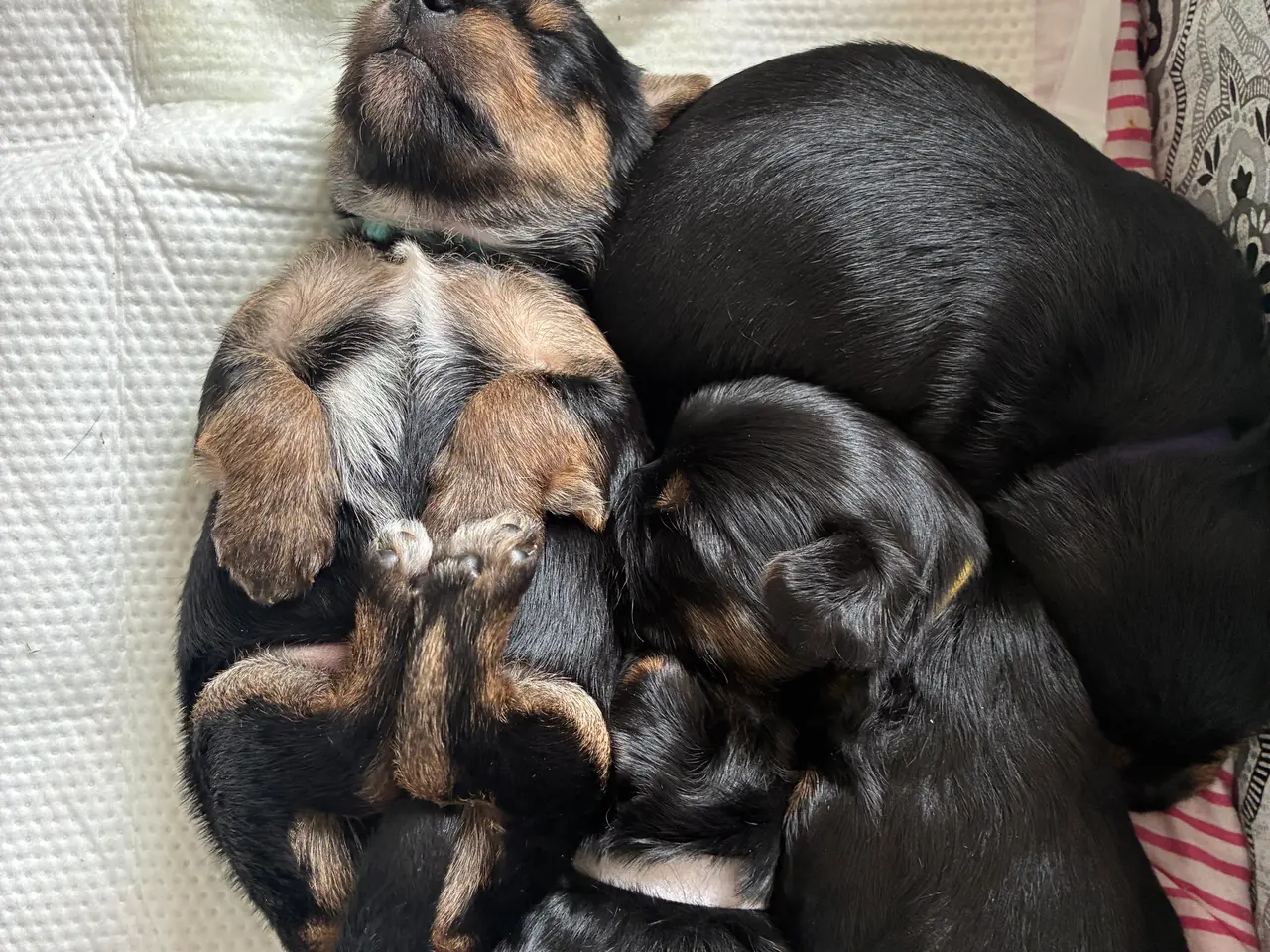Billede 3 - Chorkie hvalpe