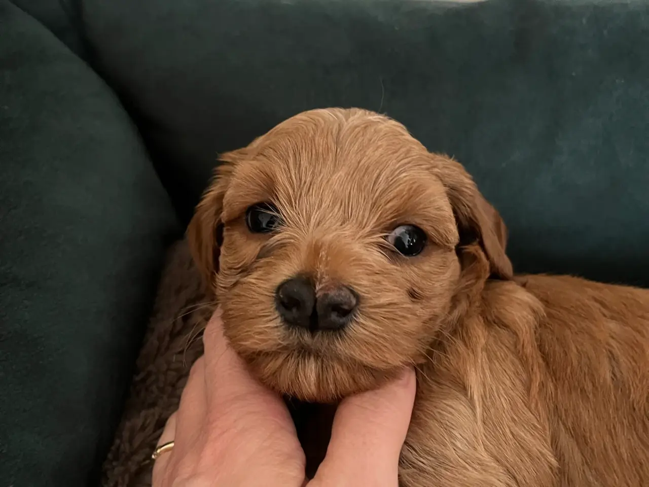 Billede 7 - havapoo / cavapoo