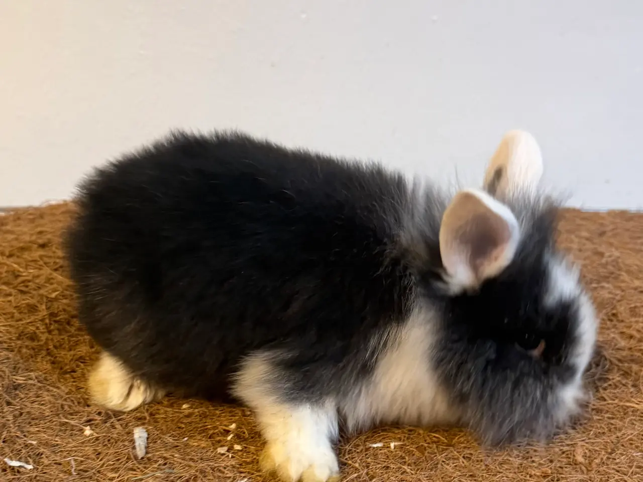 Billede 5 - Sød kaninpige søger nyt hjem 🐰❤️
