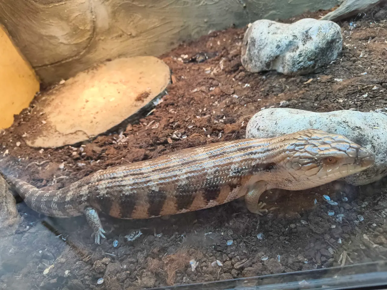 Billede 1 - Blåtunget skink 0.1