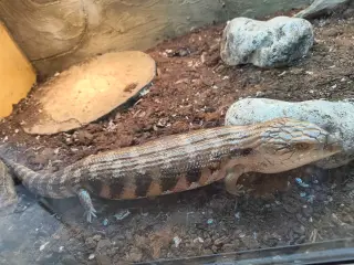 Blåtunget skink 0.1