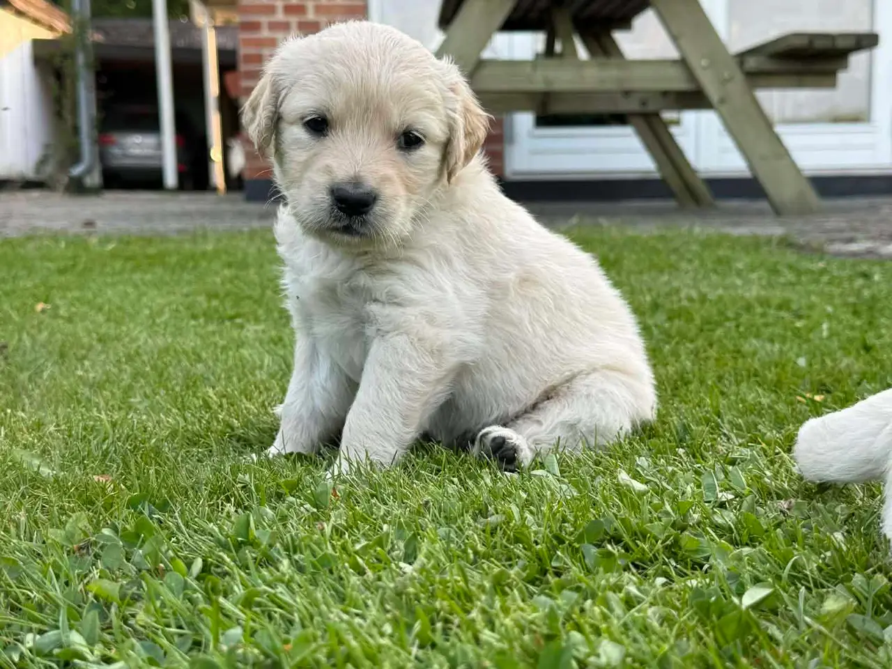Billede 2 - Golden Retriever hvalpe 