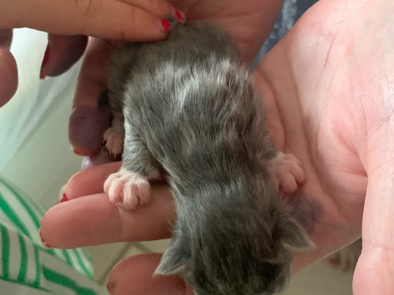 Billede 5 - 5 Maine coon blandings killinger