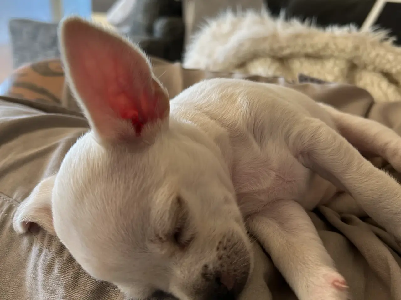 Billede 3 - Chihuahua blanding 