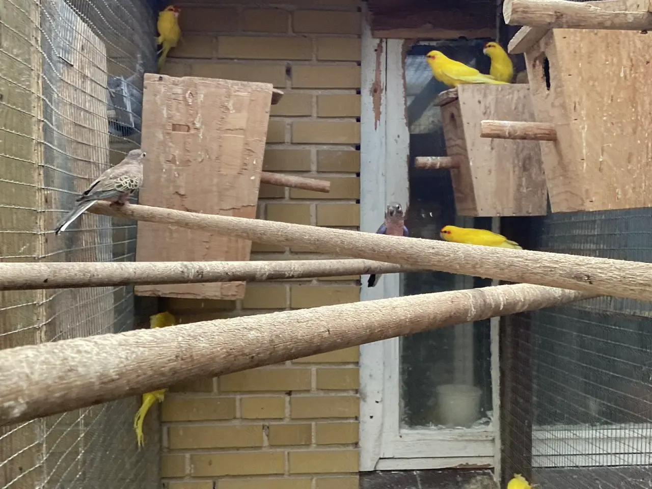 Billede 1 - Gedeparrekitter gule og broget