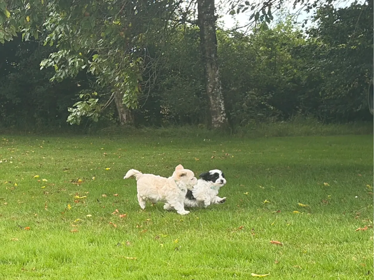 Billede 9 - Fine mini Maltipoo babyer