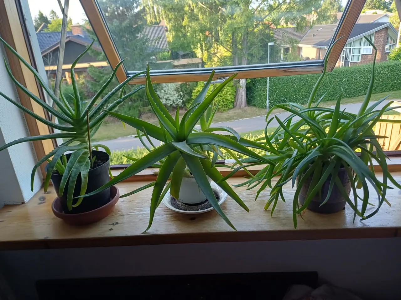 Billede 1 - Aloe Vera potteplanter - mange størrelser