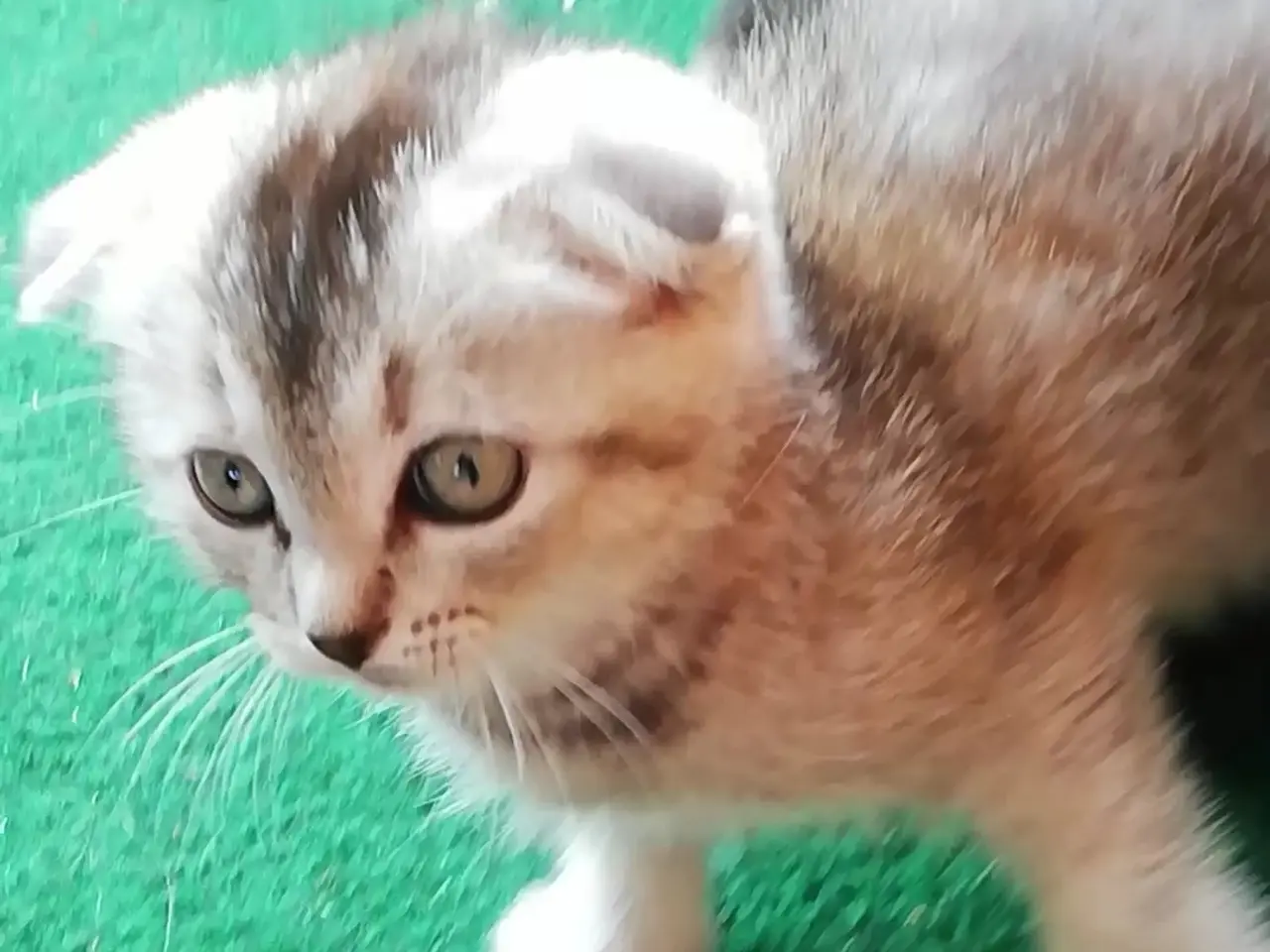 Billede 6 - Nara – Sød og blid Scottish Fold hunkat søger kærl