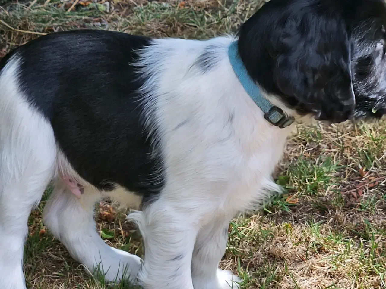 Billede 8 - Engelsk springer spaniel