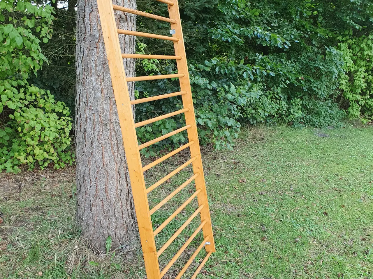 Billede 2 - Rib