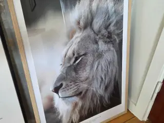 Løve plakat m. Citat I ny ramme