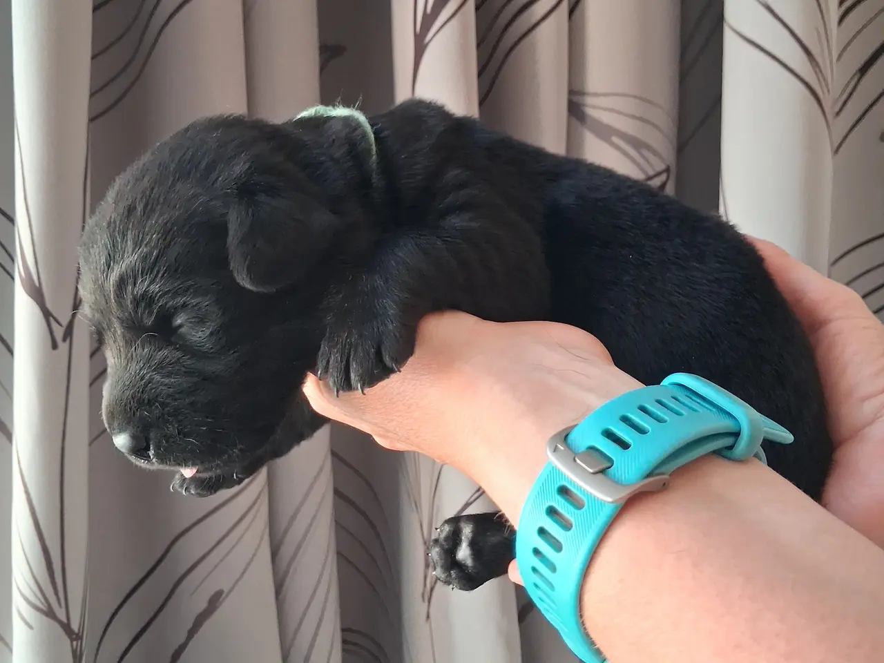 Billede 4 - Sorte labrador formel1 hvalpe
