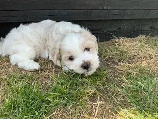 Malteser/Maltipoo - 3