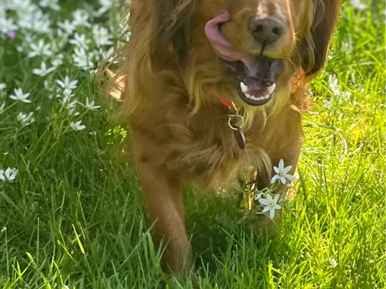Billede 1 - Ft cocker spaniel