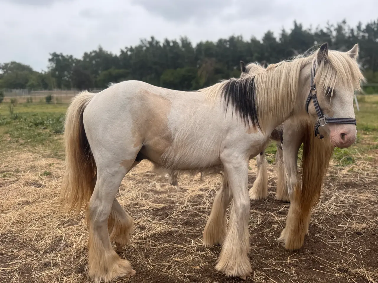 Billede 5 - Irish cob halvbrødre