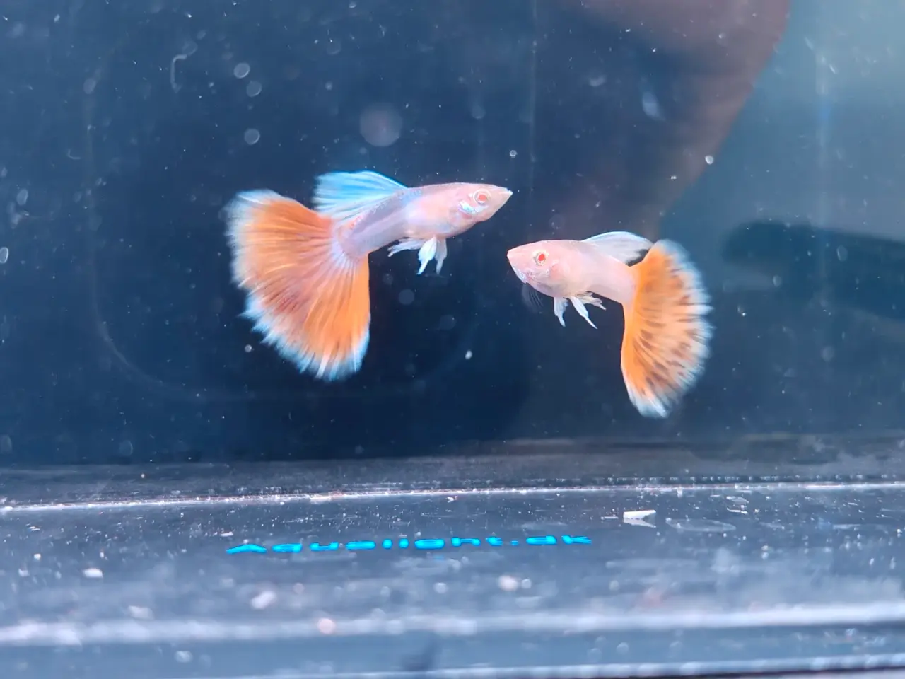 Billede 5 - Albino Blue Topaz og Rød Topaz guppy