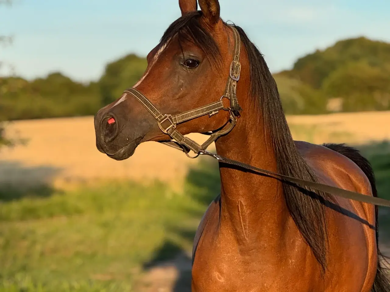 Billede 6 - 6-årig araberhoppe