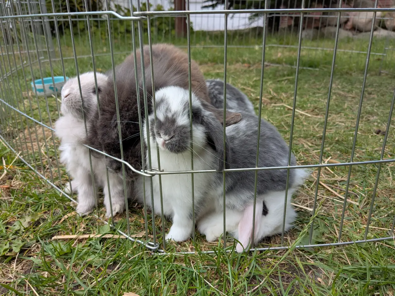 Billede 15 - Mini-lop kanin unger