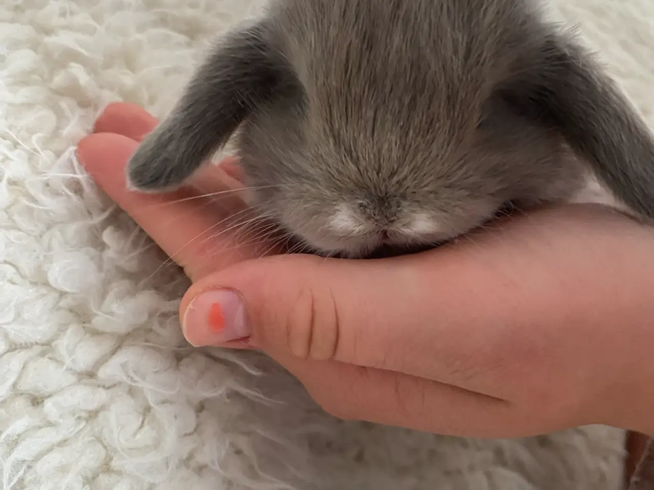 Billede 8 - Mini lop kanin unger