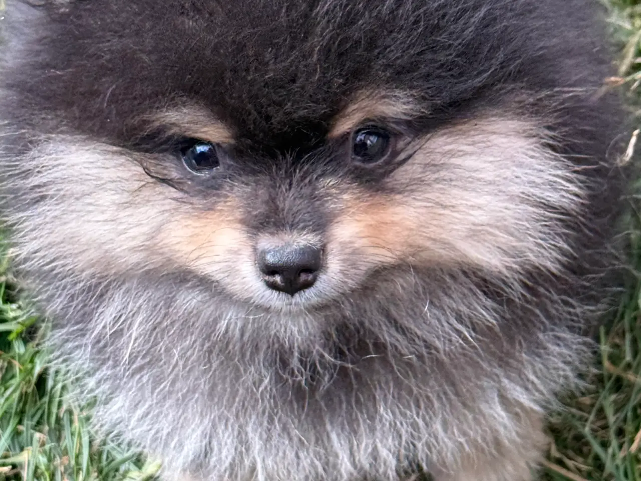 Billede 3 - Pomeranian hvalpe 🐶 