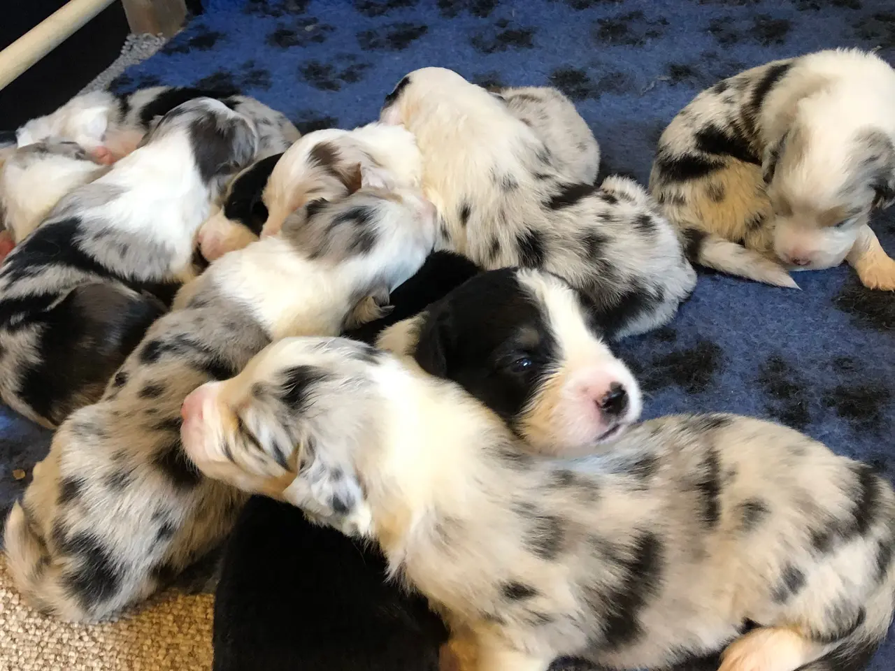 Billede 2 - Australian shepherd hvalpe