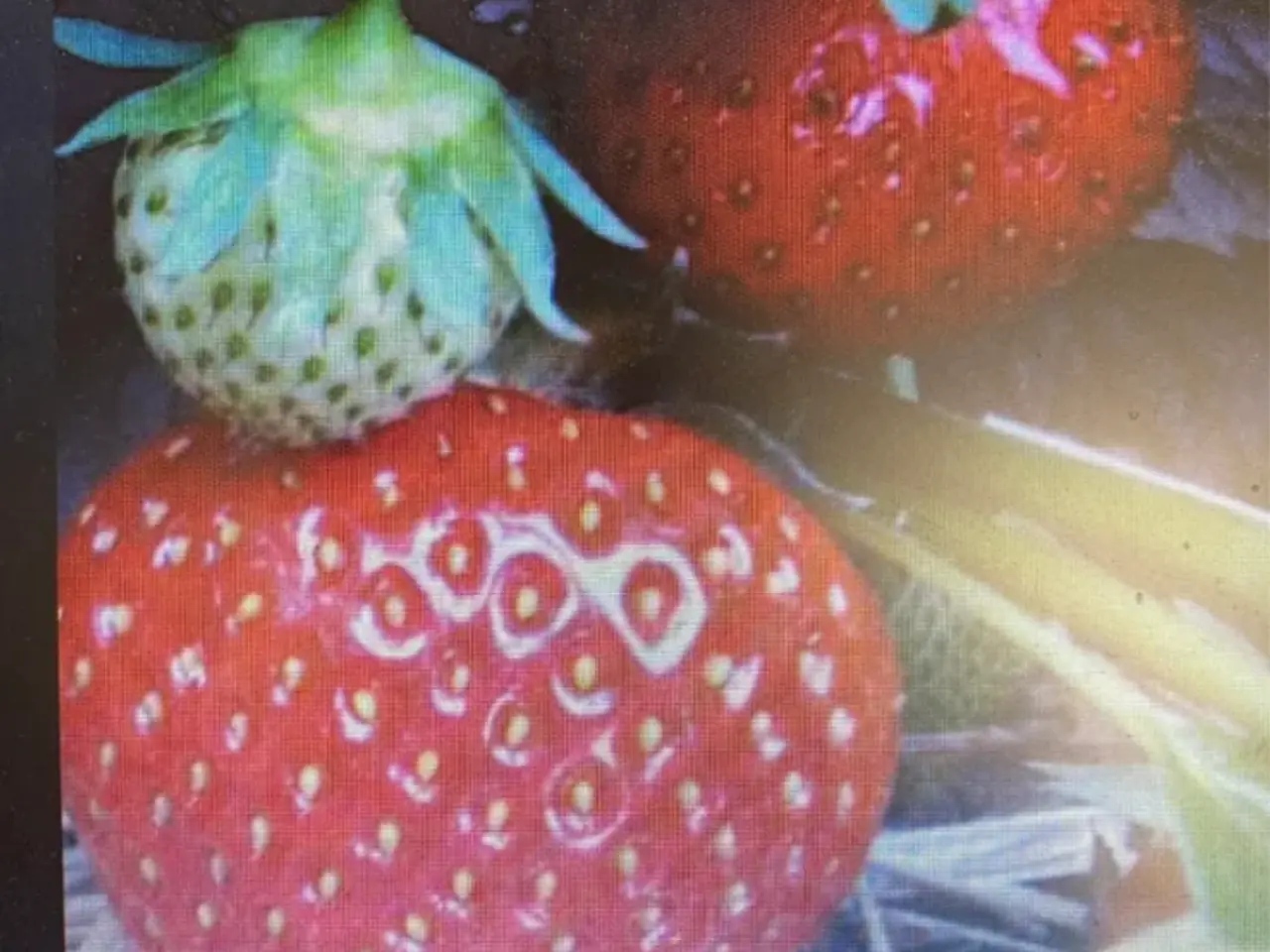 Billede 1 - Malwina jordbær planter fra KUN 6kr