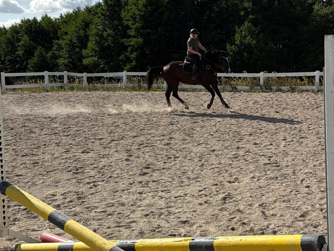 Billede 4 - 5 års hoppe efter Blue horse Kingston 