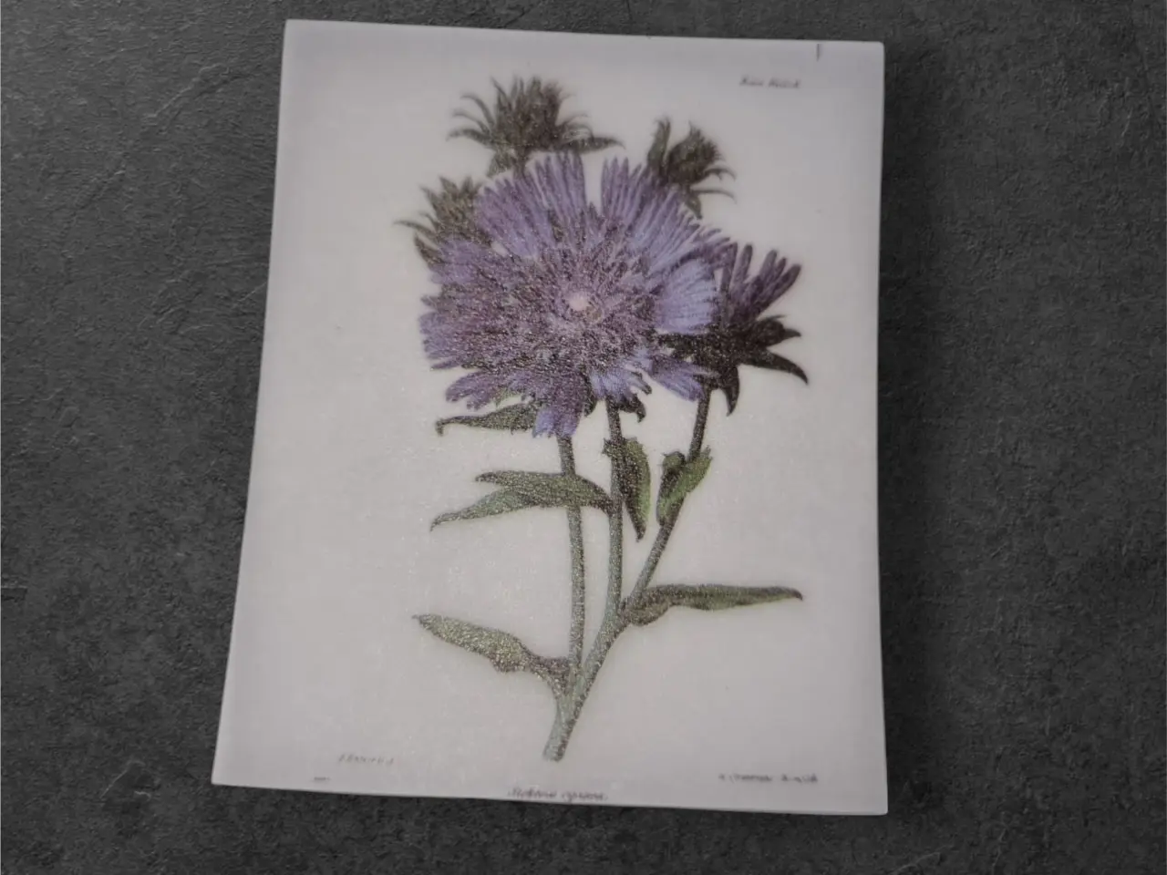 Billede 1 - Papirark med elegant lilla asterblomst Forvandl di