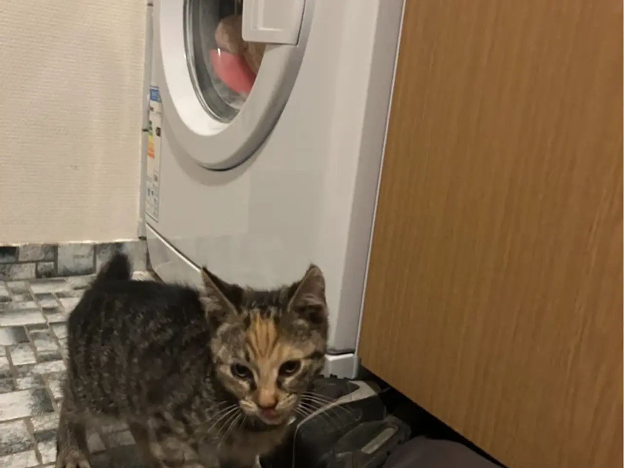 Billede 6 - To søde Katte killinger