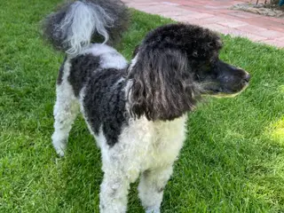 Dværg og toy pudler 💝