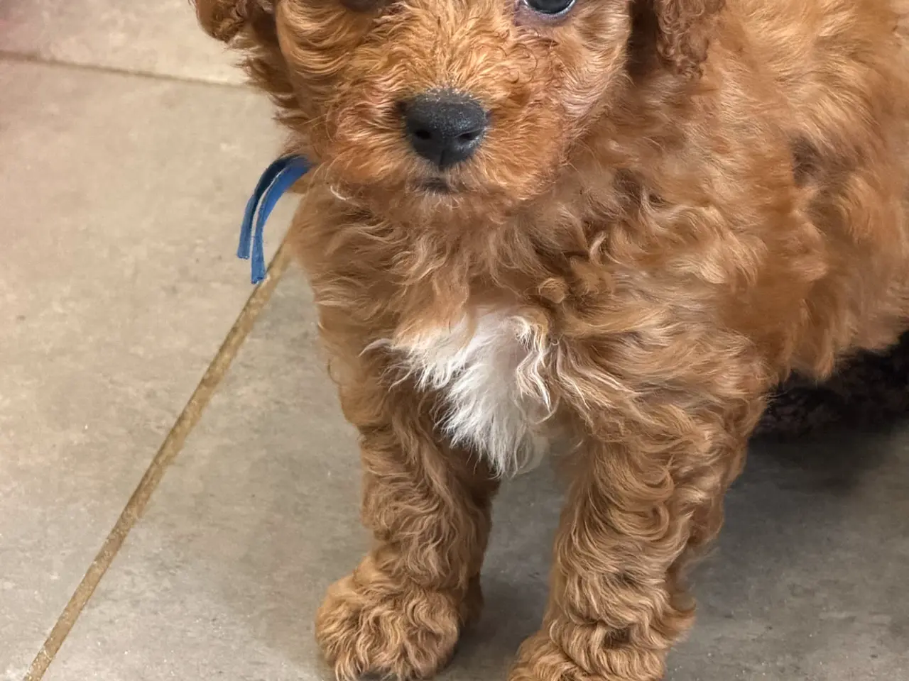 Billede 11 - 🐶☀️ Skønne Cavapoo-hvalpe søger deres kommende fa
