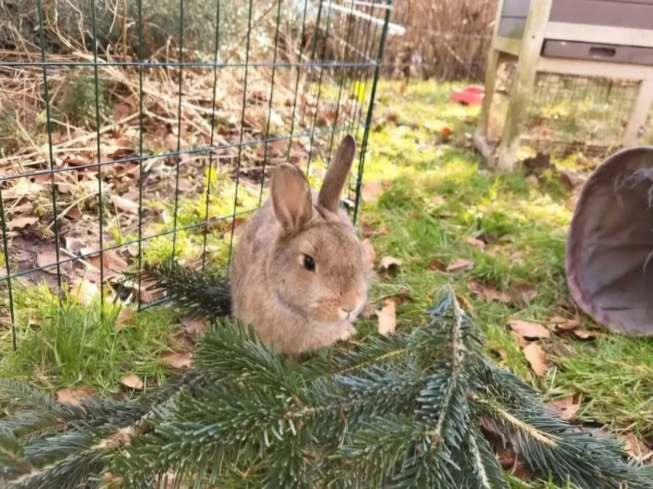 Billede 3 - Yin og Yan ✅Klar til adoption♀️