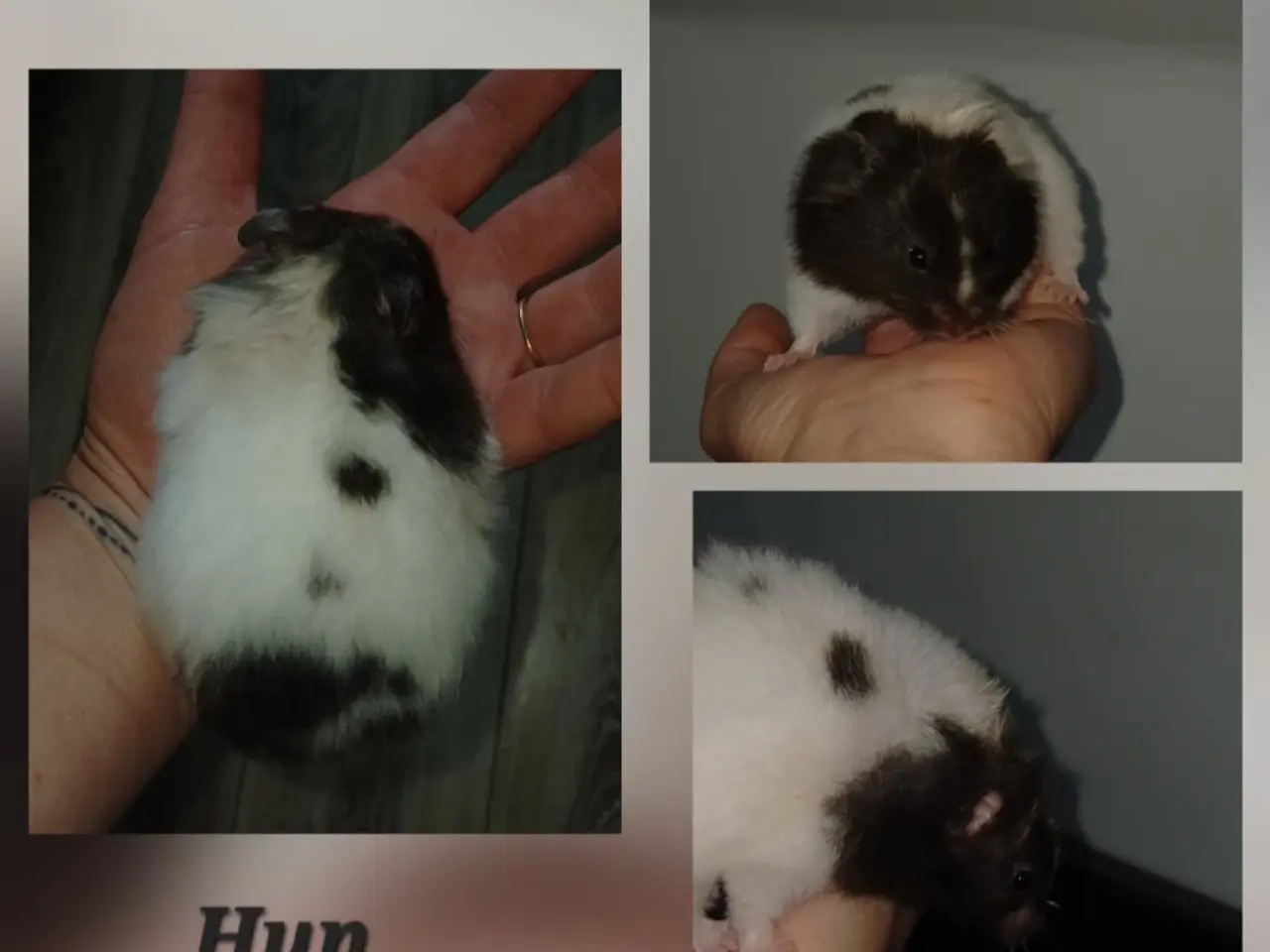 Billede 3 - Guldhamster unger