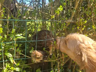 Goldendoodle F1B
